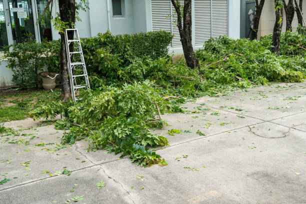 Best Large Tree Removal  in Seven Oaks, SC